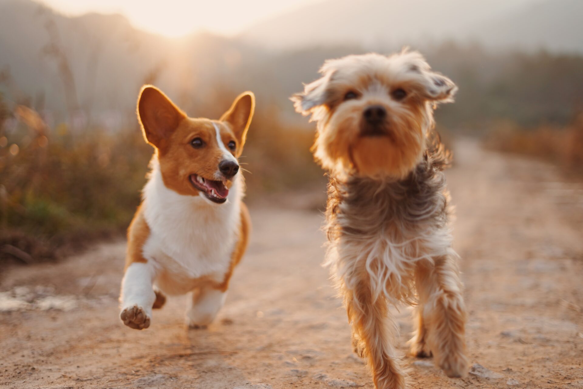 Service and Therapy Dog Consultant