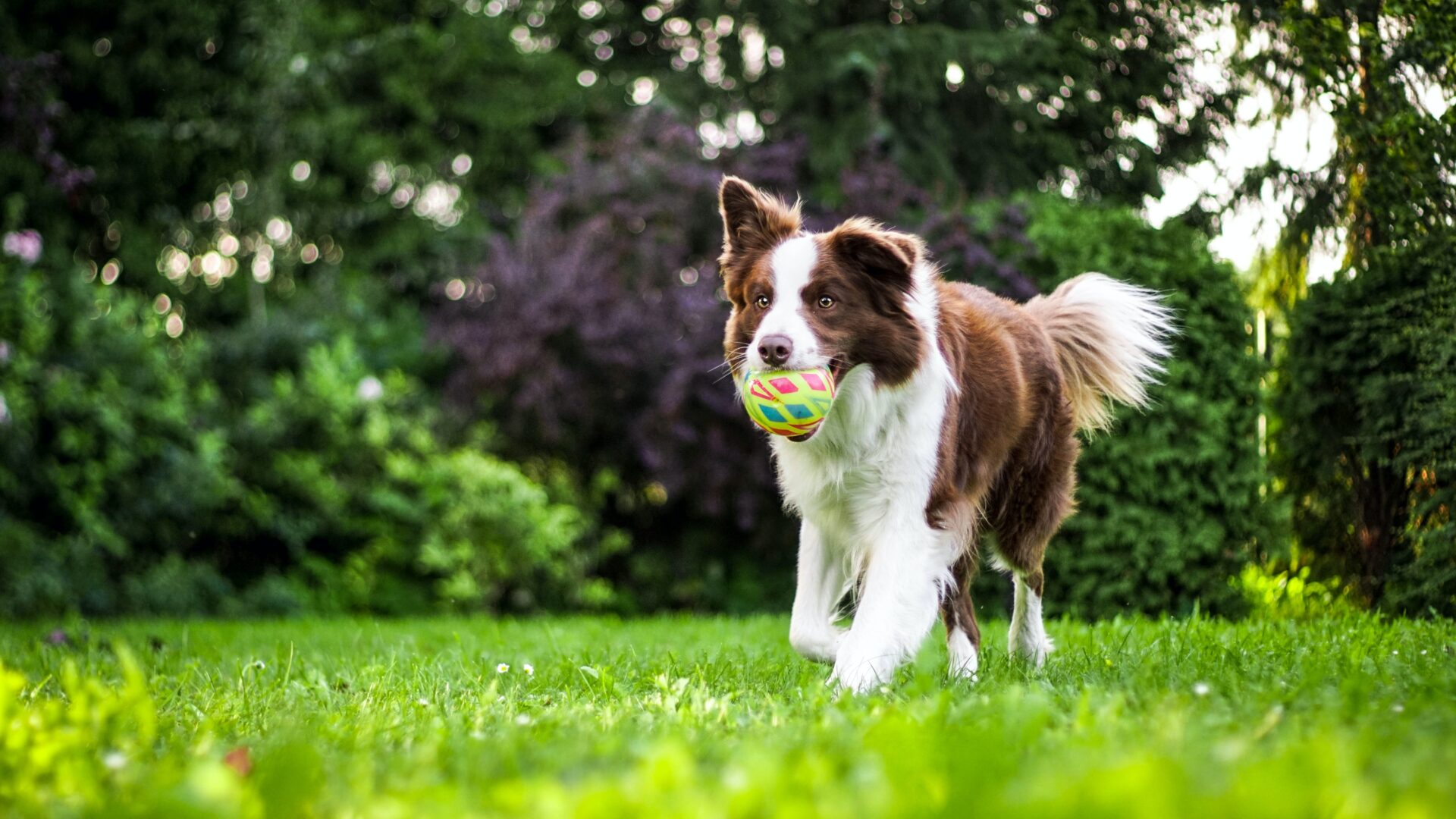 Service and Therapy Dog Consultant