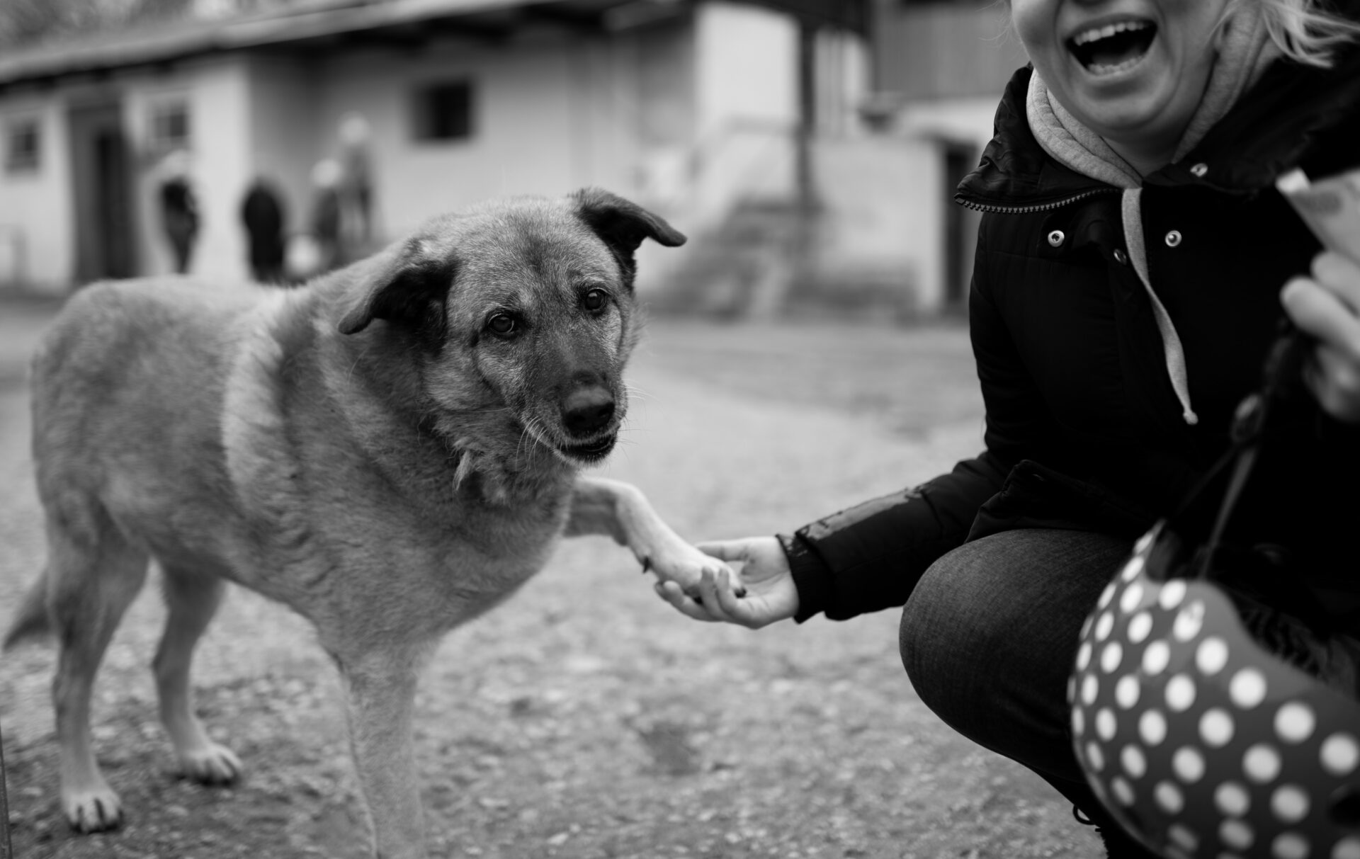 Service and Therapy Dog Consultant