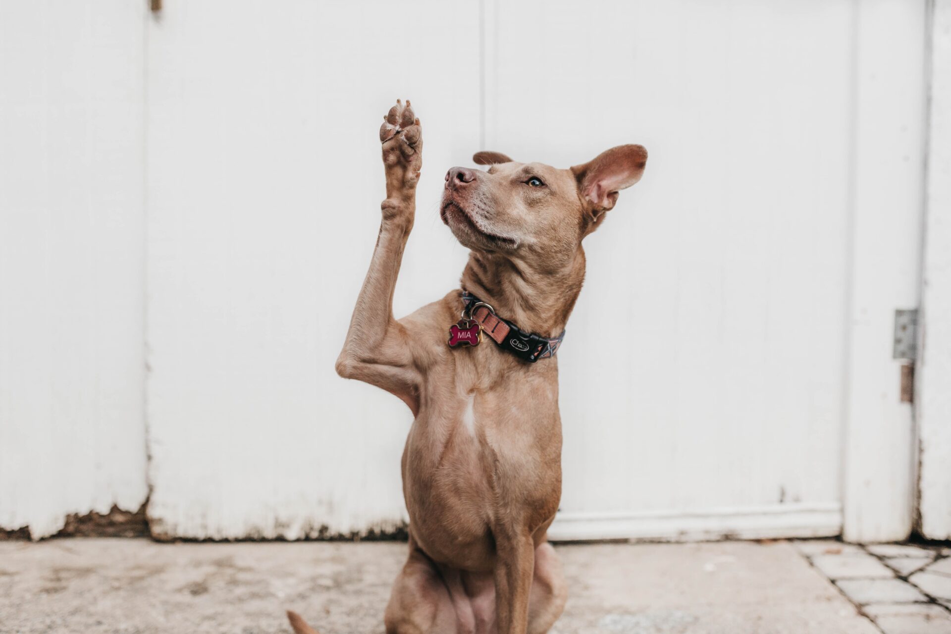 Service and Therapy Dog Consultant