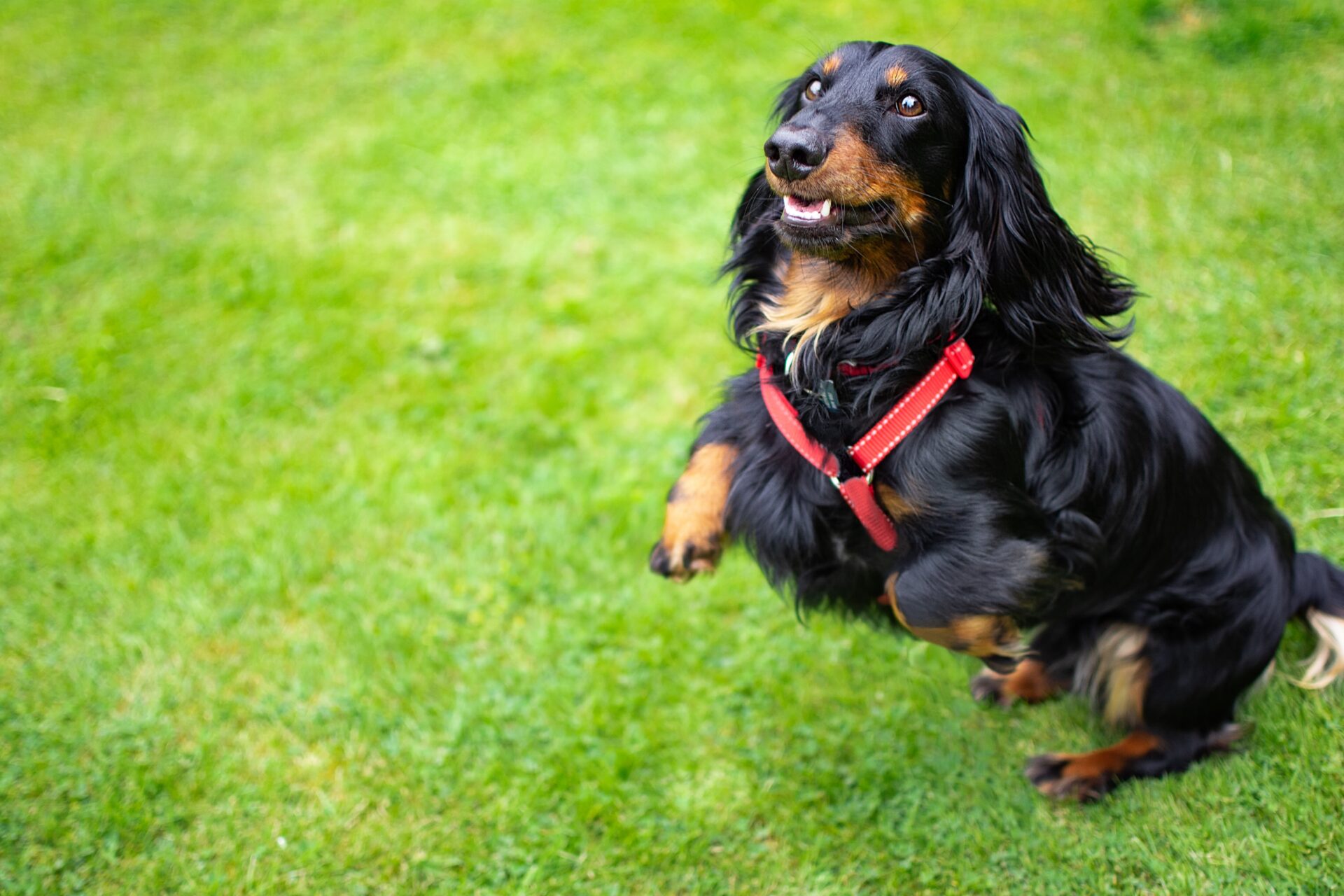 Service and Therapy Dog Consultant