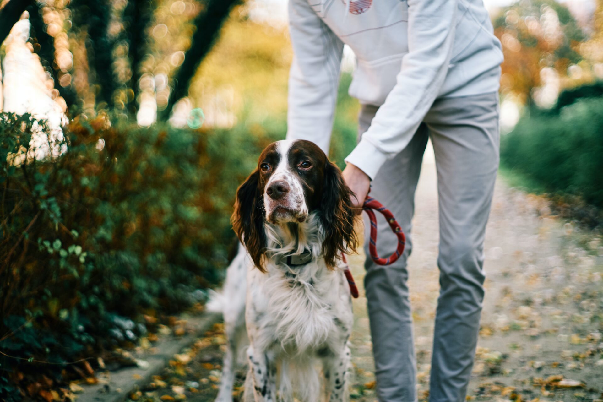 Service and Therapy Dog Consultant