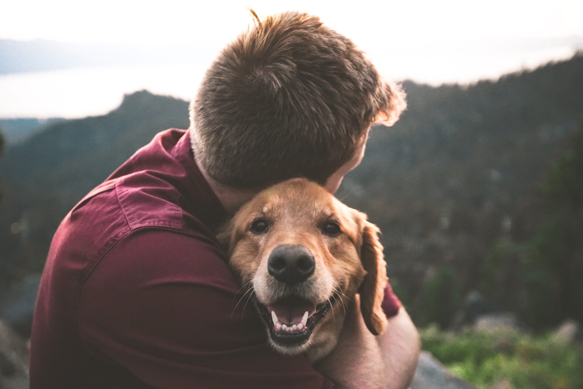 Service and Therapy Dog Consultant